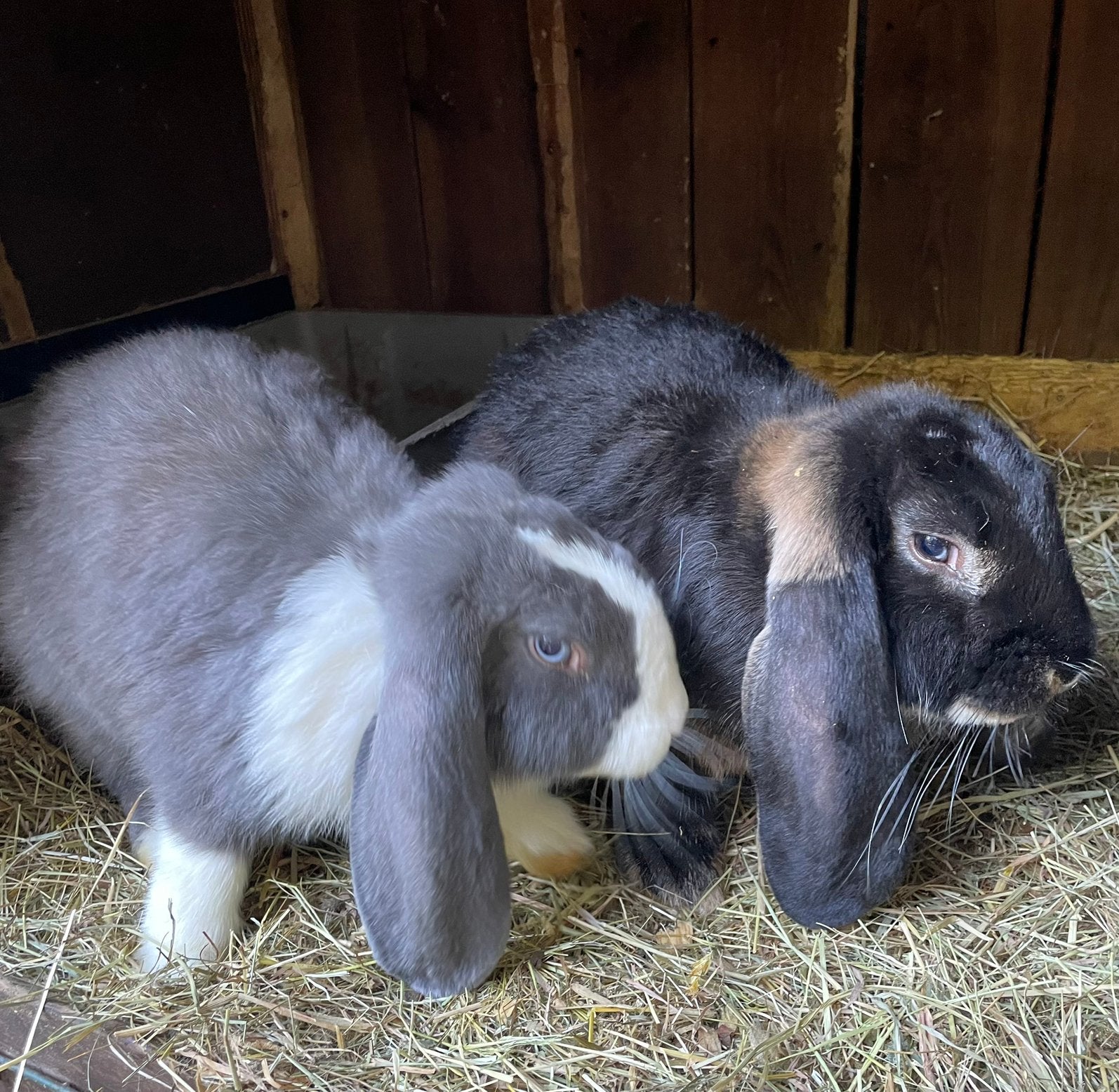 Speciale lieve franse hangoor rammetjes, Animaux & Accessoires, Lapins, Oreilles tombantes