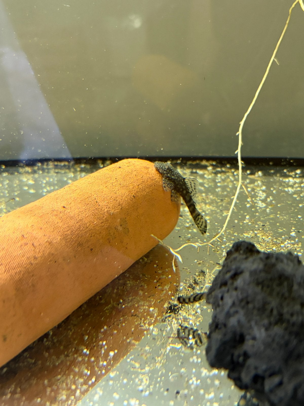 Ancistrus 3 a 4 cm