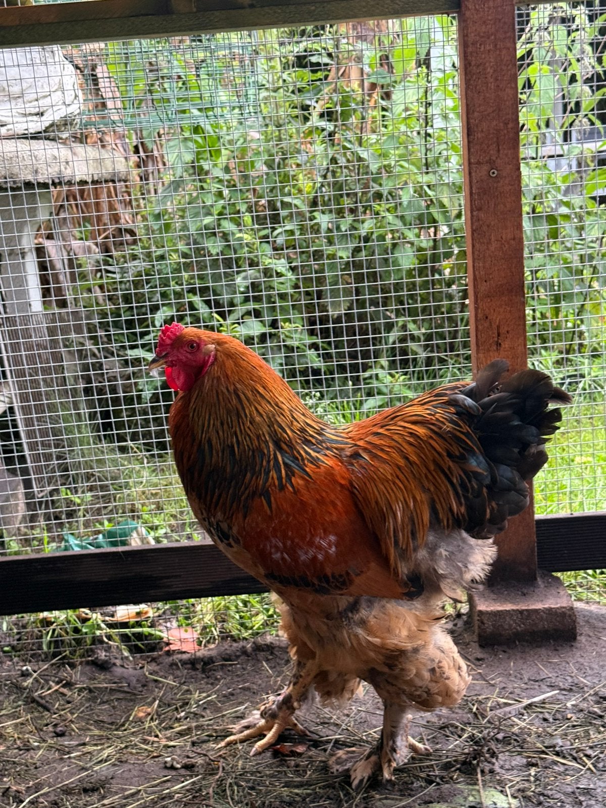 Brahma haan goud/zwart, Dieren en Toebehoren, Mannelijk, Kip