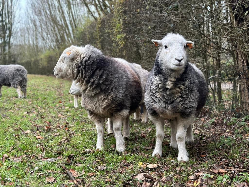 Herdwick schapen, Dieren en Toebehoren, Schapen, Geiten en Varkens, Meerdere dieren, Schaap, 0 tot 2 jaar