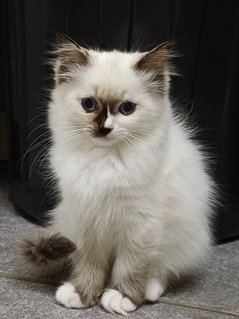 Prachtig Ragdoll poesje met stamboom, Poes, Met stamboom, 0 tot 2 jaar