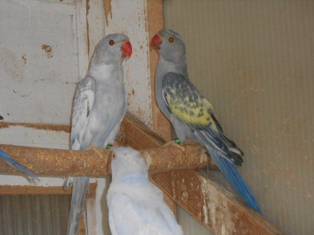 perruches acolier  2026, Plusieurs animaux, Perruche, Bagué