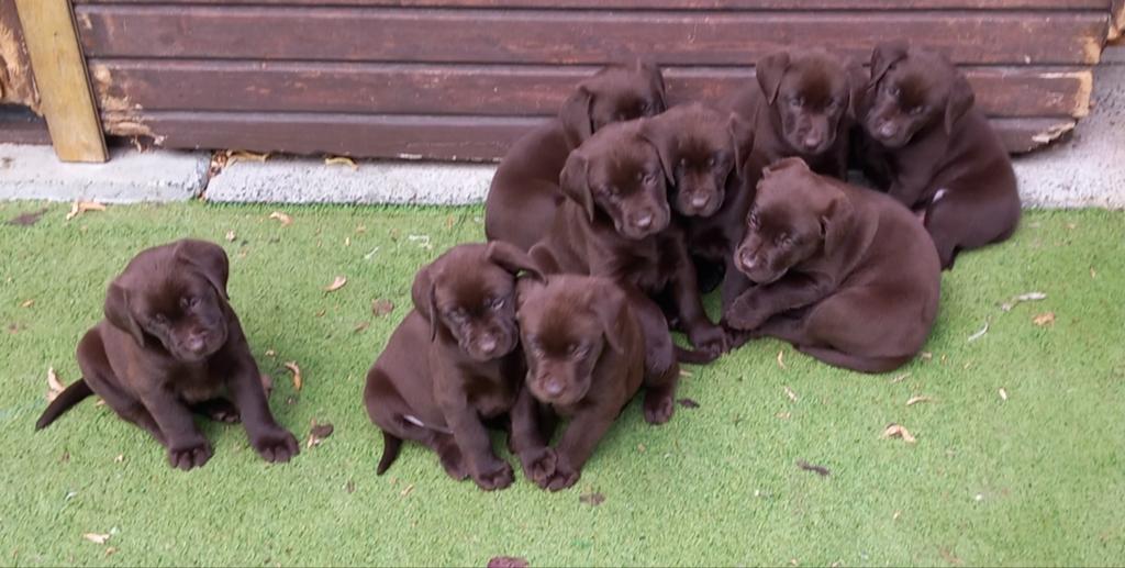 Labrador retriever puppy's op de boerderij, Animaux & Accessoires, Labrador retriever, Plusieurs, Hépatite contagieuse (maladie de Rubarth)
