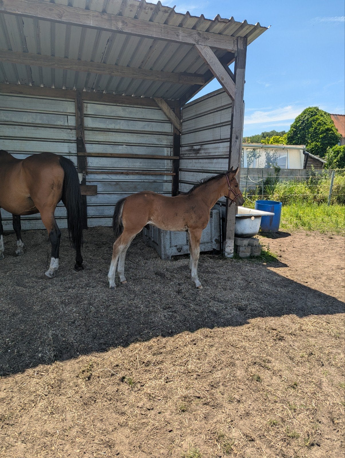 Hengstenveulen uit zus Olympisch paard, Étalon, 0 à 2 ans, Avec pedigree, Non dressé