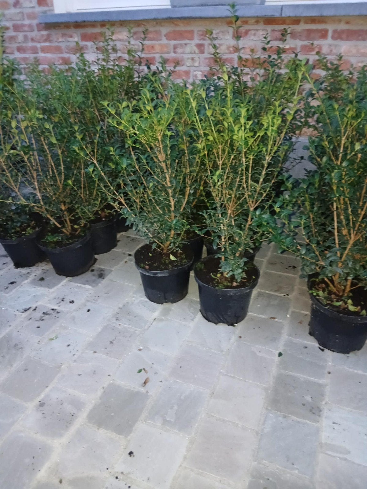 ‼️osmanthus Burkwoodii aan stuntprijzen  3liter pot40/60‼️, Tuin en Terras, Planten | Struiken en Hagen, Ophalen, Taxus