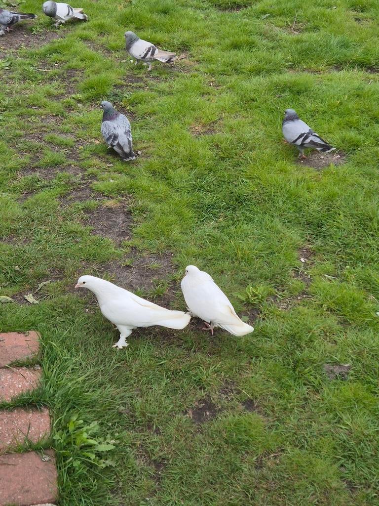 Takla güvercinler, Dieren en Toebehoren