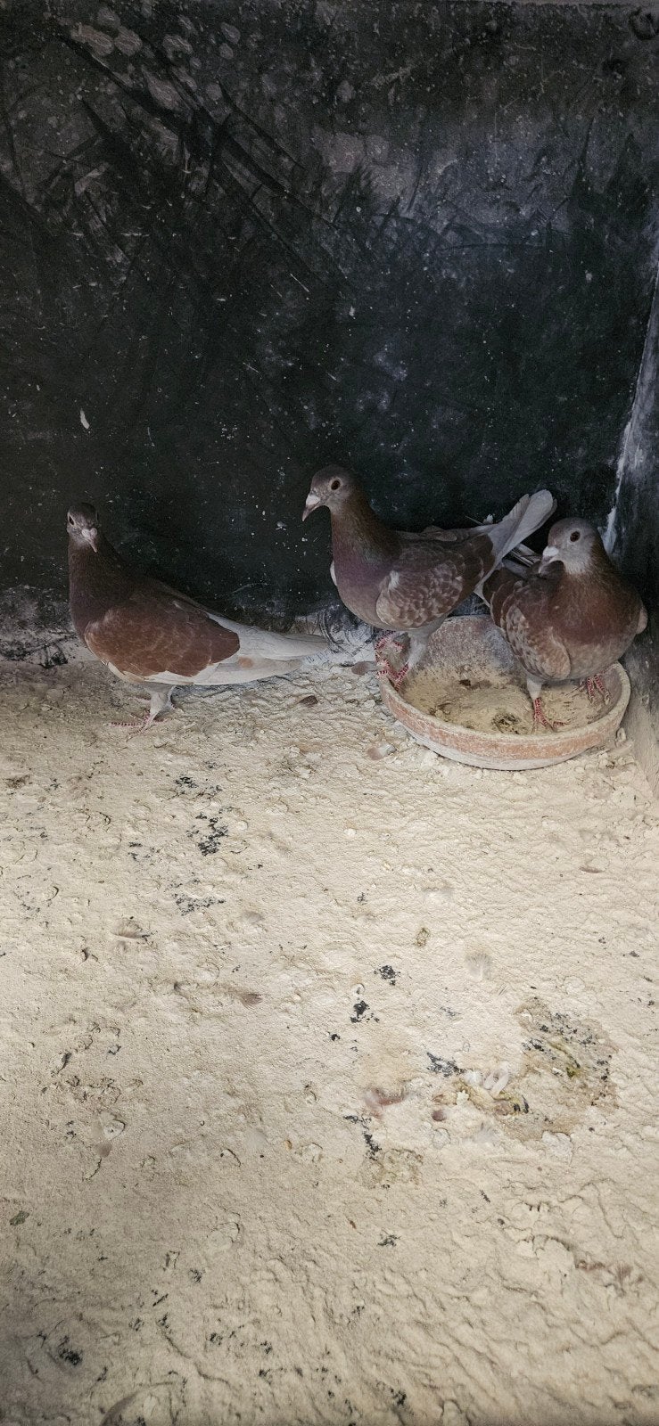 4 volwassen rode duivinnen en 3 jongen samen voor 40 euro, Animaux & Accessoires, Oiseaux | Pigeons