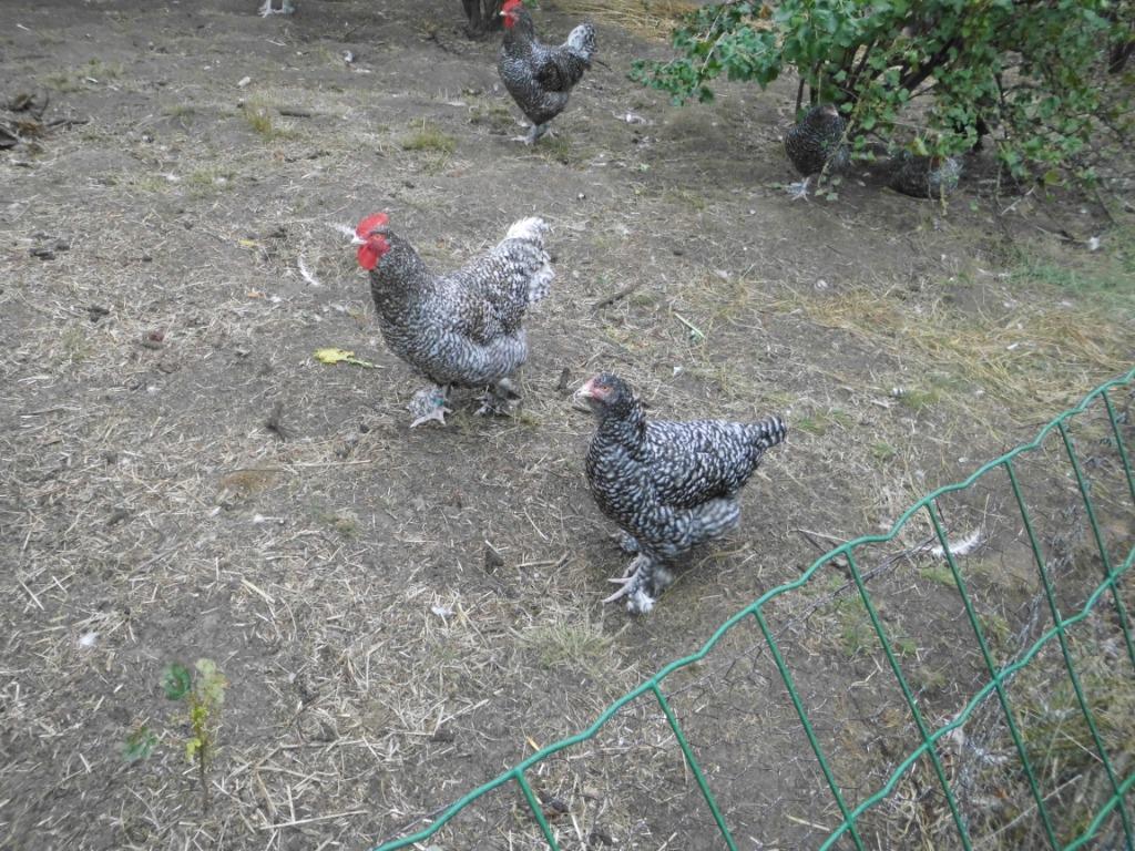 mechelse koekoek, Dieren en Toebehoren, Meerdere dieren, Kip
