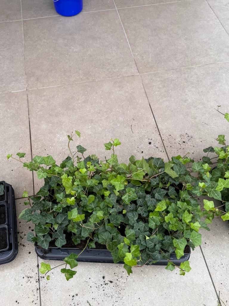 Klimop hedera hibernica, Tuin en Terras, Ophalen