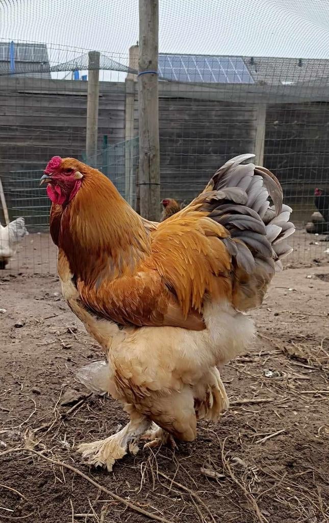 Brahma groothoender Buff Blauw, Dieren en Toebehoren, Pluimvee