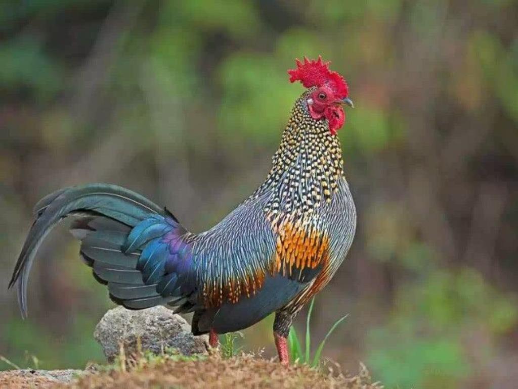 sonnerat hoen, Dieren en Toebehoren