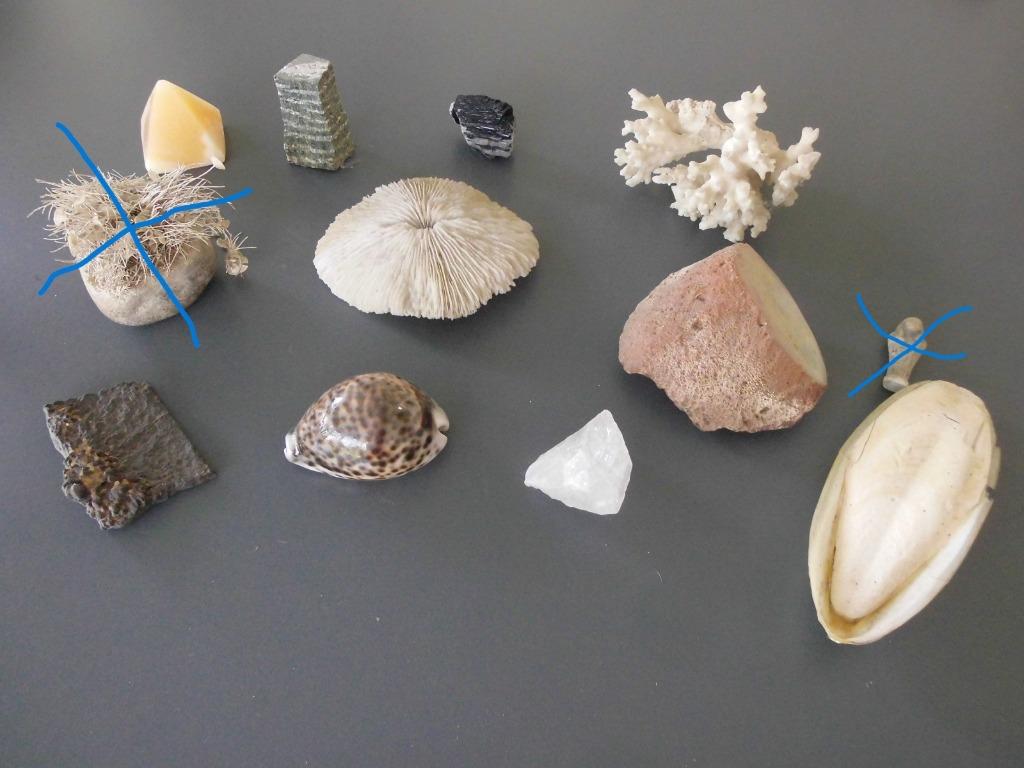 LOT de 10 Pièces  Coquillages  , Corail  ..., Enlèvement ou Envoi, Coquillage(s)