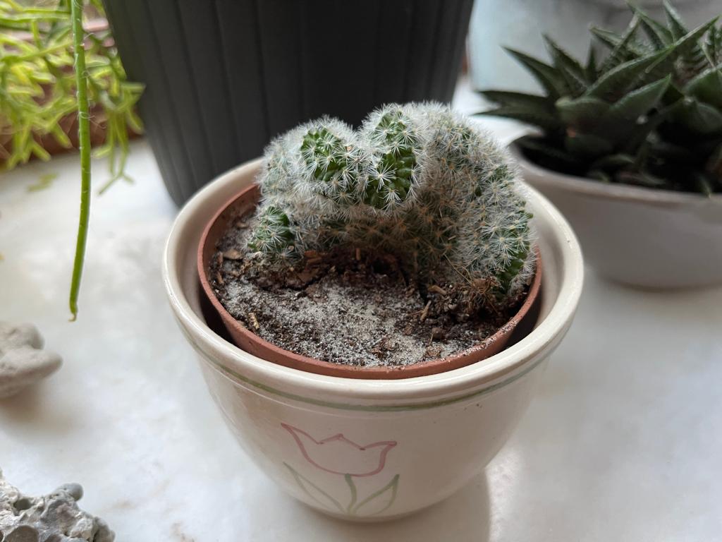 Ventilateur à cactus - dans un joli cache-pot, Enlèvement ou Envoi, Cactus, En pot, Plein soleil