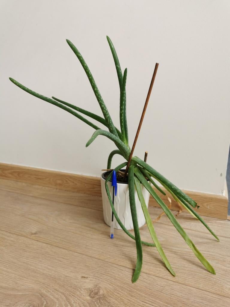 Plante Aloe vera + pot, Enlèvement