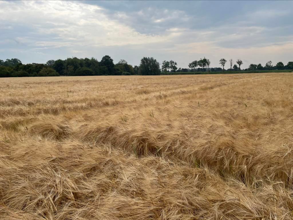 Akkerland/weides gezocht regio Ruddervoorde, Immo, West-vlaanderen, 1500 m² of meer