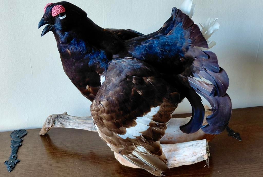 Taxidermie opgezette korhoen, Enlèvement, Animal empaillé