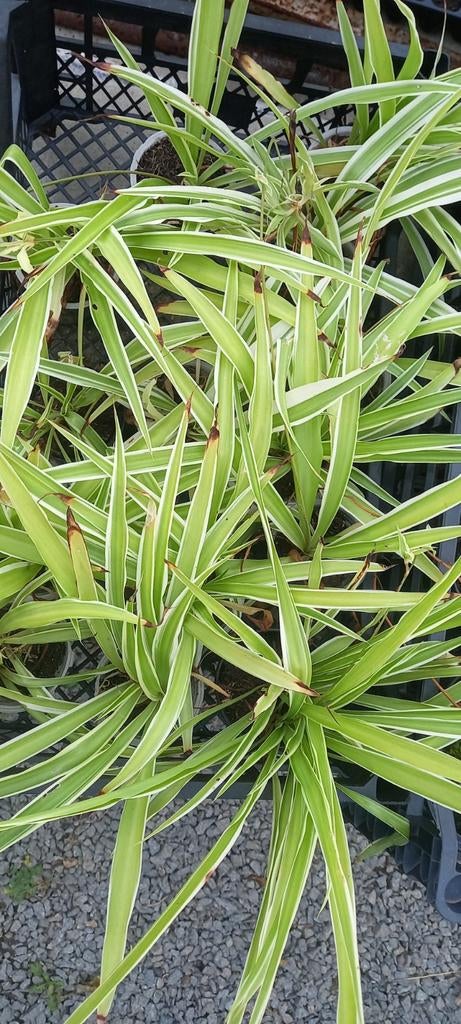 Graslelies, Tuin en Terras, Ophalen, Overige materialen, Minder dan 30 cm, Minder dan 60 cm