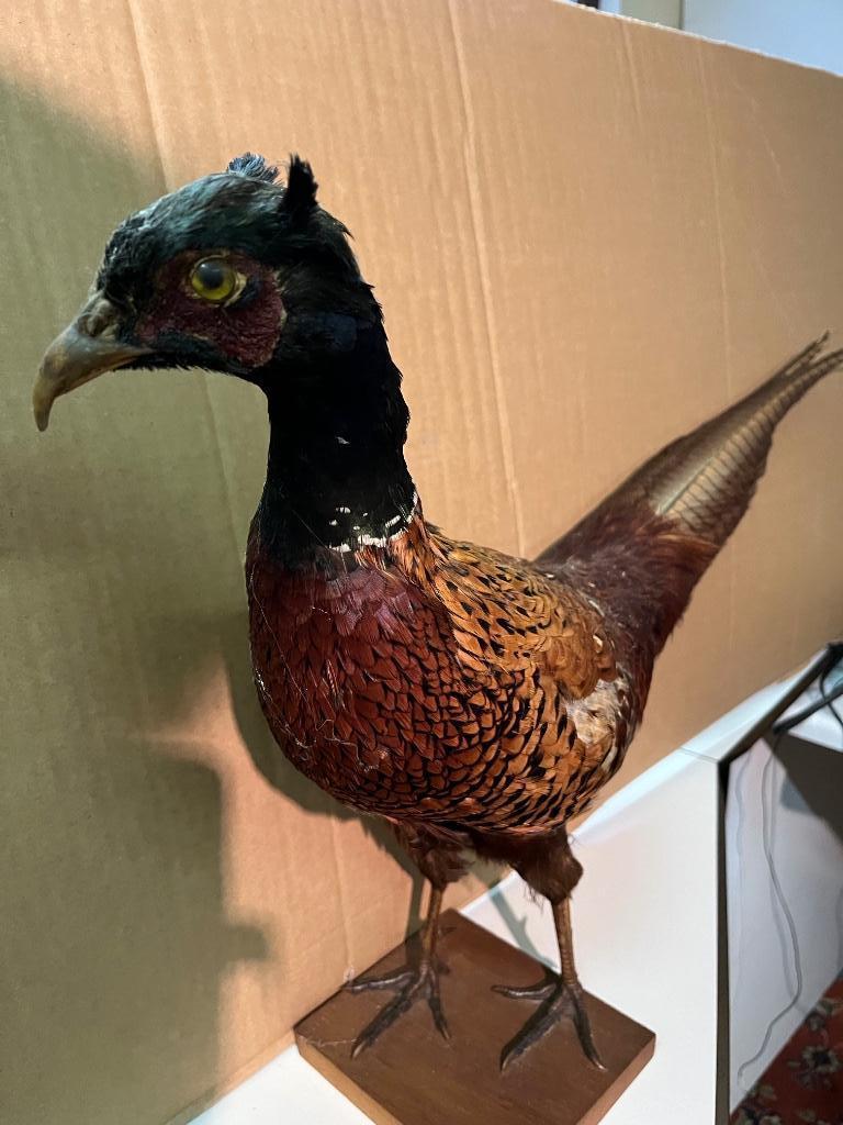 Opgezette fazant, Verzamelen, Ophalen, Gebruikt, Vogel, Opgezet dier