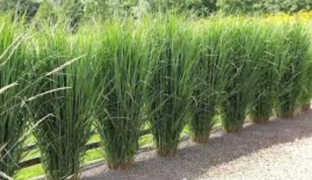 Siergrassen, Ophalen, Volle zon, Vaste plant, Siergrassen