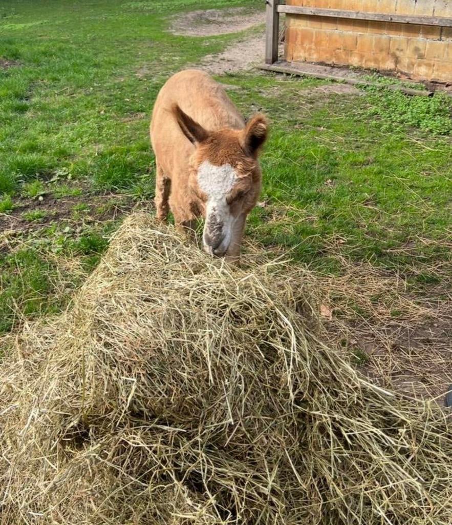T e koop Gaston is zijn naam Dekhengst wordt ., Dieren en Toebehoren