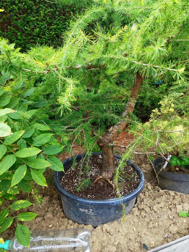 Oude larix startplant bonsai in pot, Tuin en Terras, Ophalen, In pot