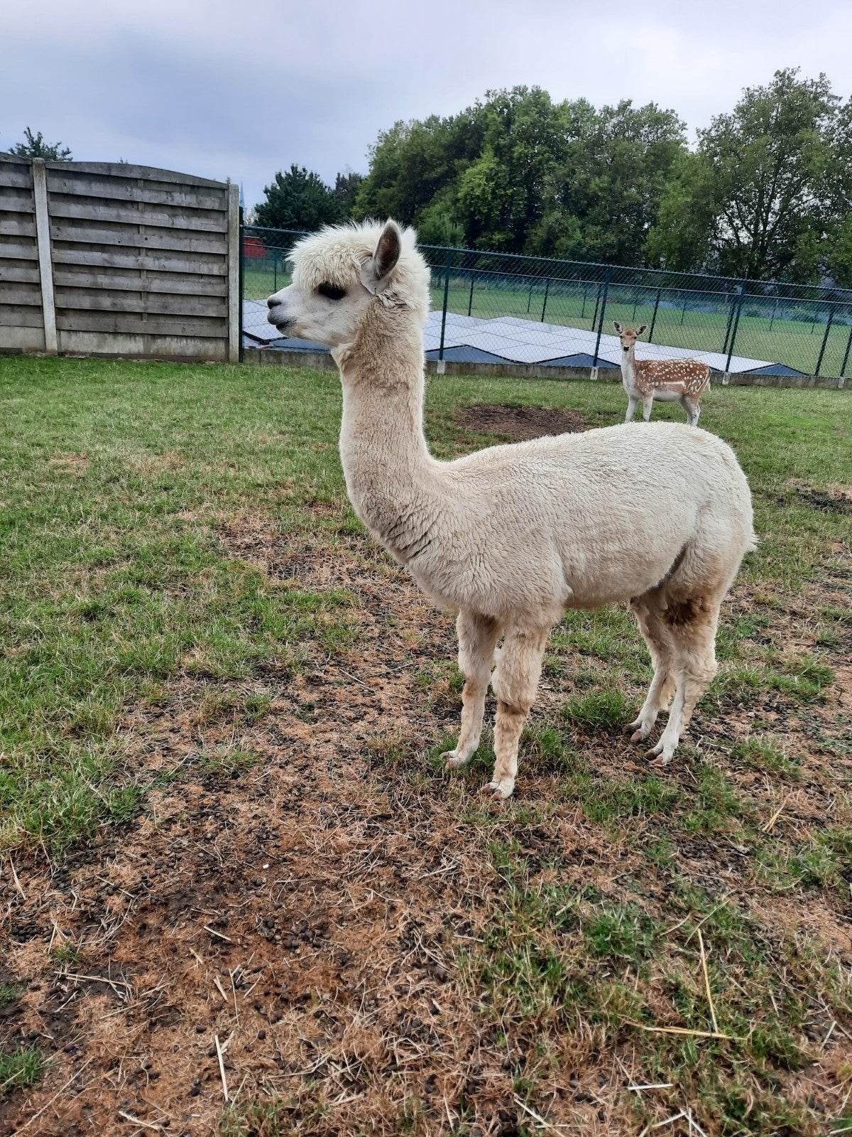 Étalon en alpaga, Animaux & Accessoires, Août, Mâle