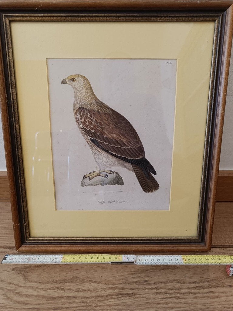 ancienne estampe ornithologique du XIXe siècle encadrée., Enlèvement ou Envoi
