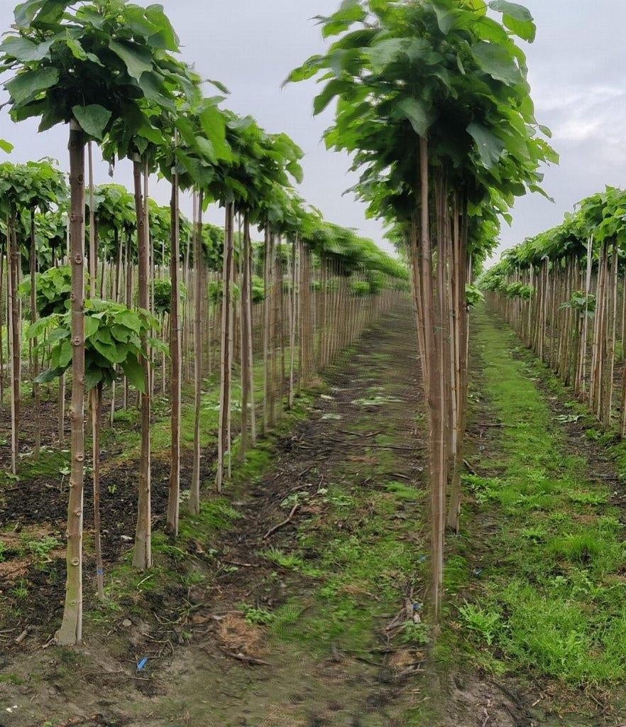 Des arbres audacieux, Enlèvement, Arbre à bulbes