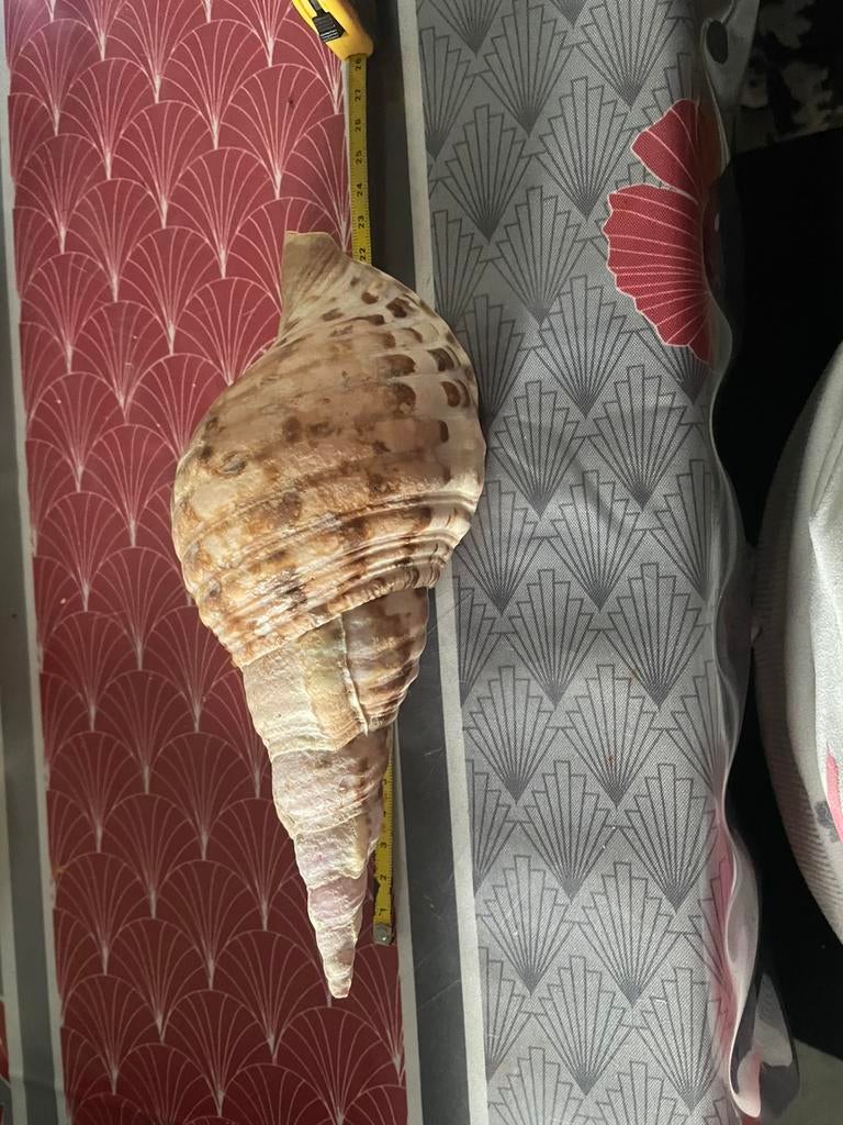 Coquillages, Enlèvement ou Envoi, Coquillage(s)