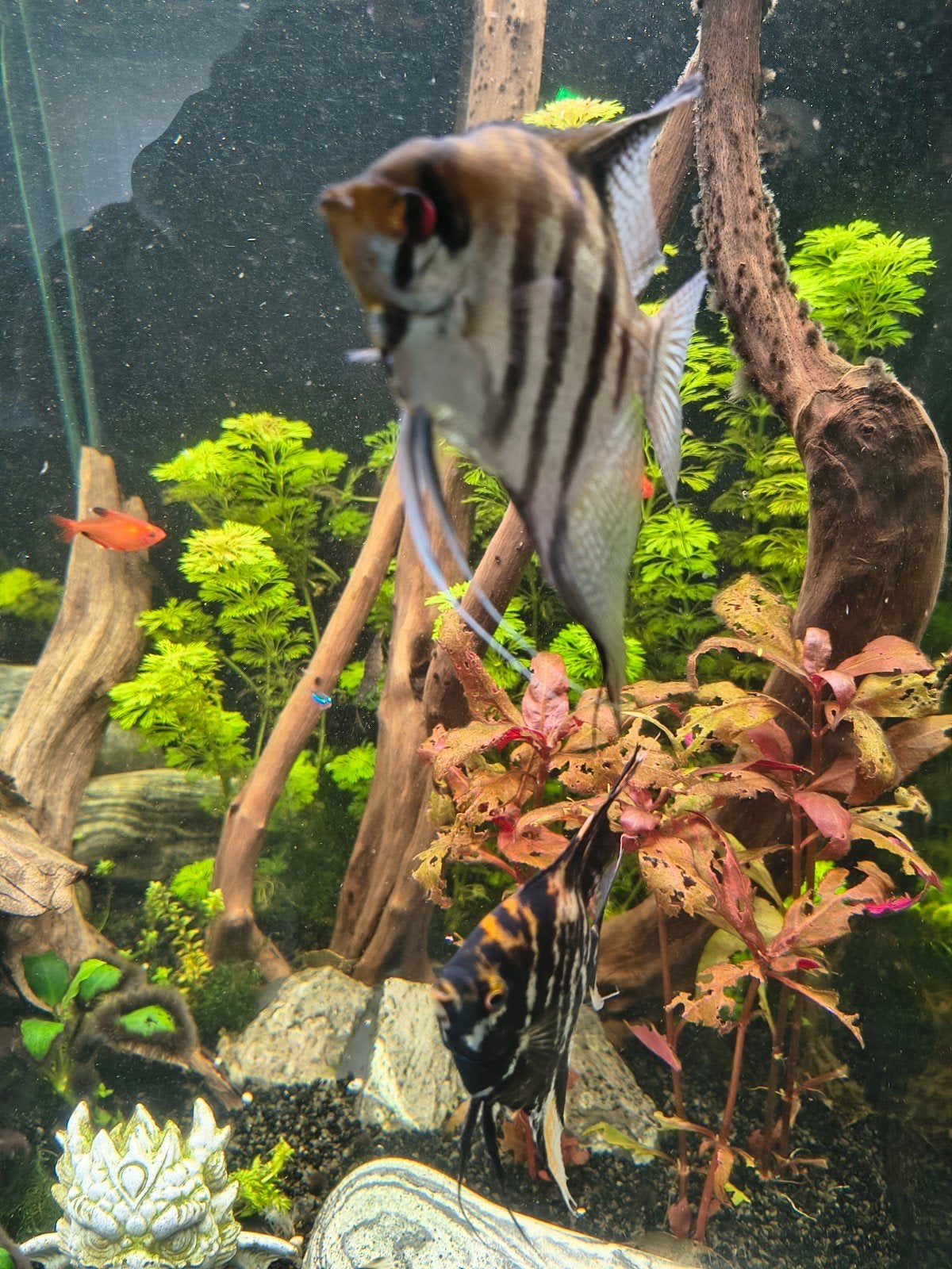 3 maanvissen en 5 botias, Animaux & Accessoires, Poissons | Poissons d'aquarium