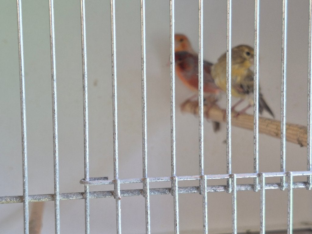 kanarie, Plusieurs animaux, Canari de couleur