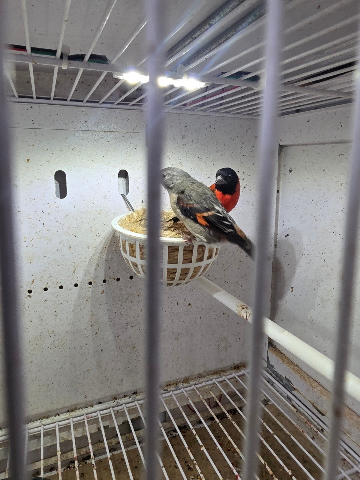 Tarin rouge/noir et magellan, Animaux & Accessoires, Oiseaux | Canaris