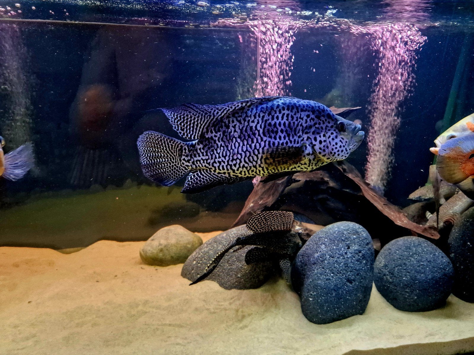 lime à poisson, Animaux & Accessoires, Poisson