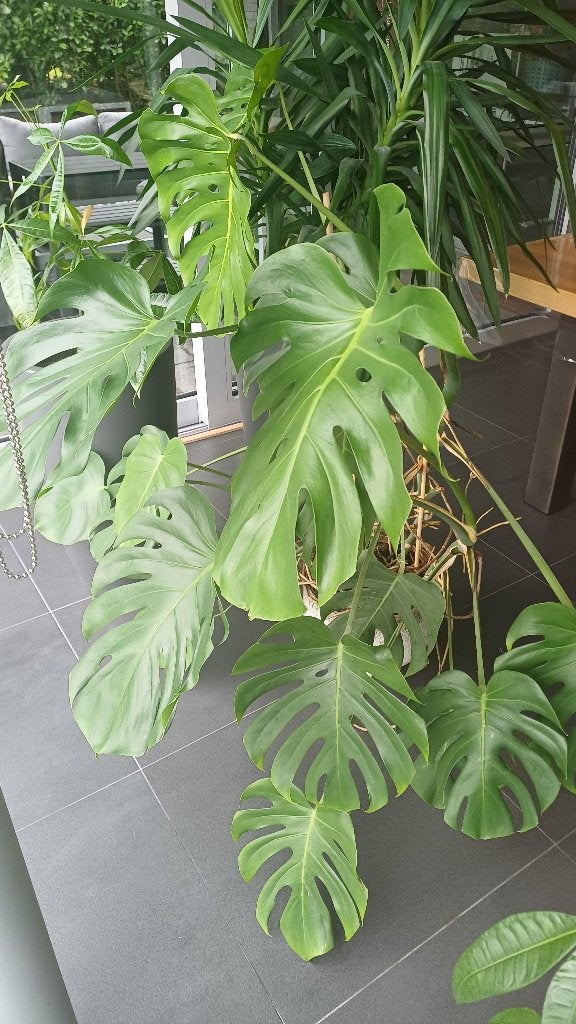 Monstera deliciosa, Autres espèces, Enlèvement, 100 à 150 cm, Plante verte