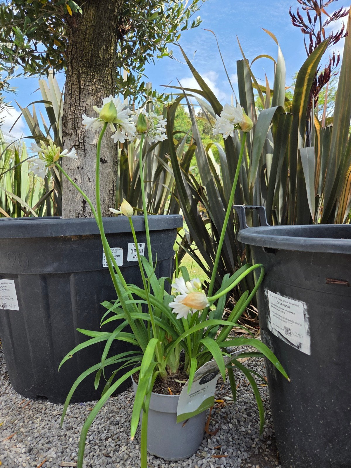 Agapanthus - Afrikaanse Lelie, Ophalen