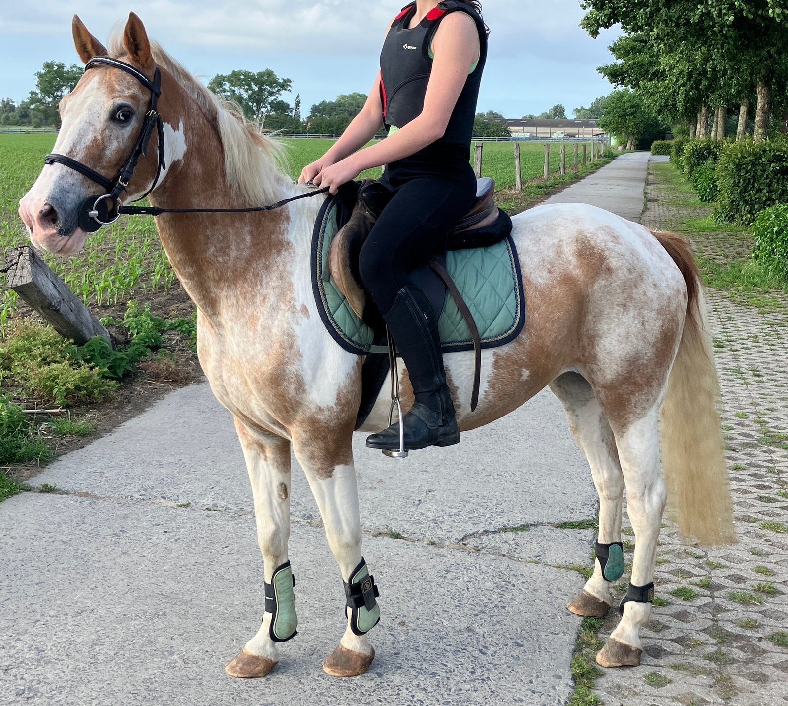 D-pony merrie, Dieren en Toebehoren, Pony's, Merrie, D pony (1.37m tot 1.48m), Recreatiepony, 11 jaar of ouder, Gechipt, Ontwormd