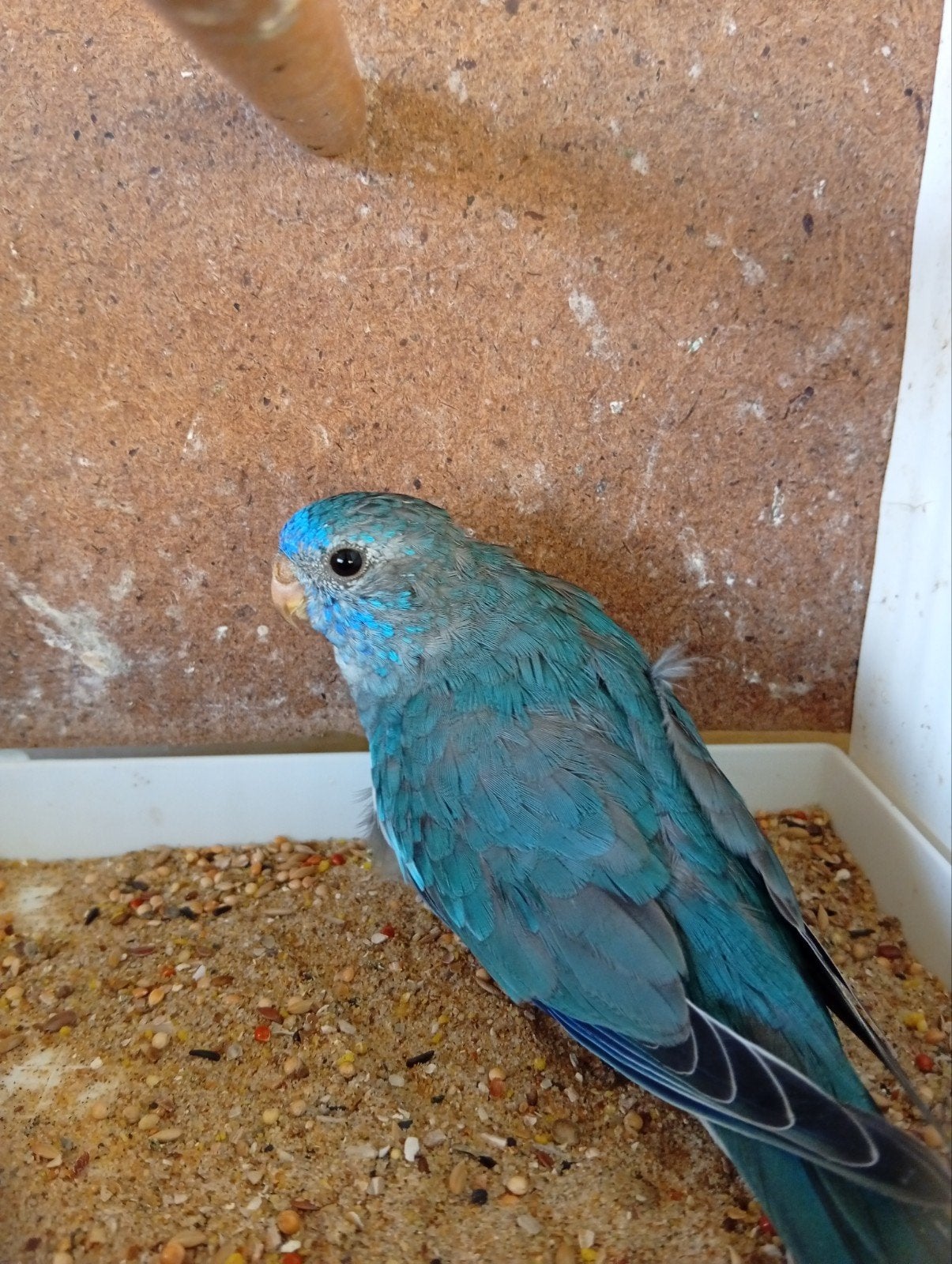 blauwe witborst man splendid 26, Dieren en Toebehoren, Geringd
