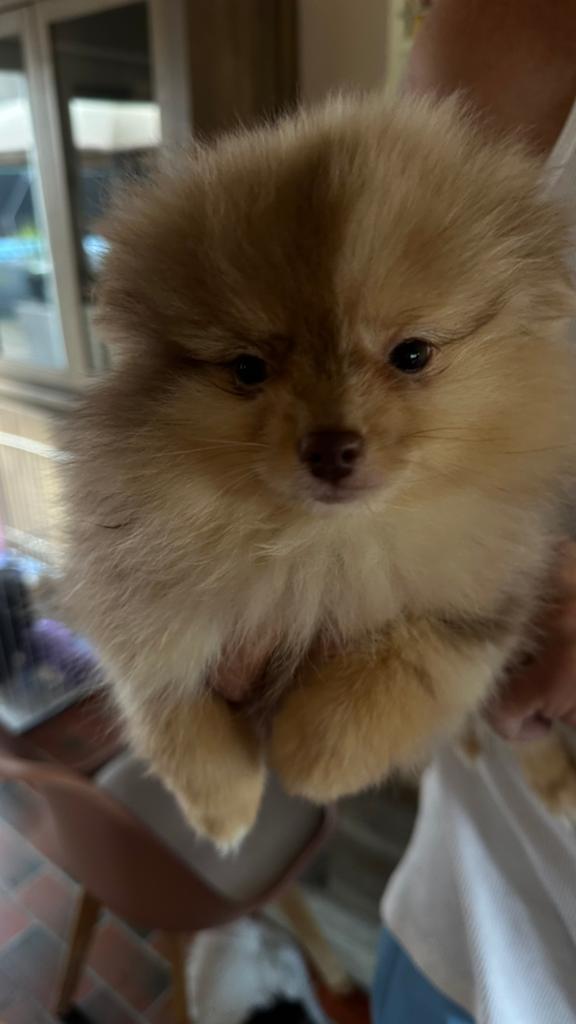 2 prachtige teefjes en 1 reutje zoeken hun forever home, Particulier, Loulou, 8 à 15 semaines, Plusieurs