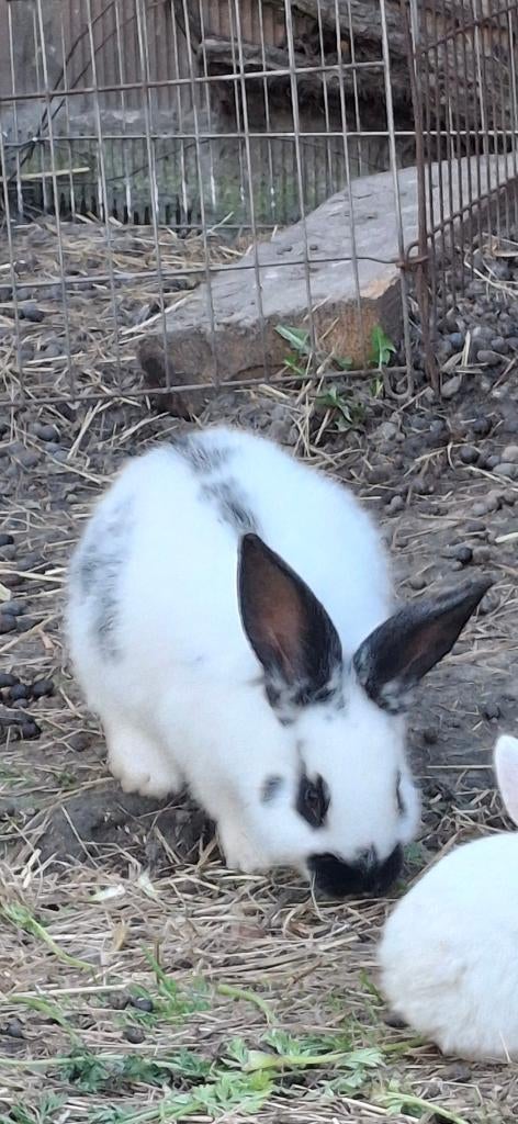 Vlaamse reus, Plusieurs animaux, Grand, 0 à 2 ans