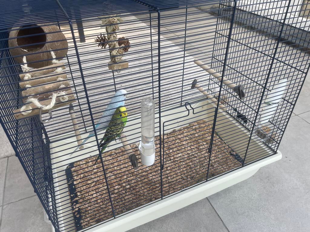 Couple de perruches avec cage (ne se vendent pas à part), Plusieurs animaux, Perruche, Domestique