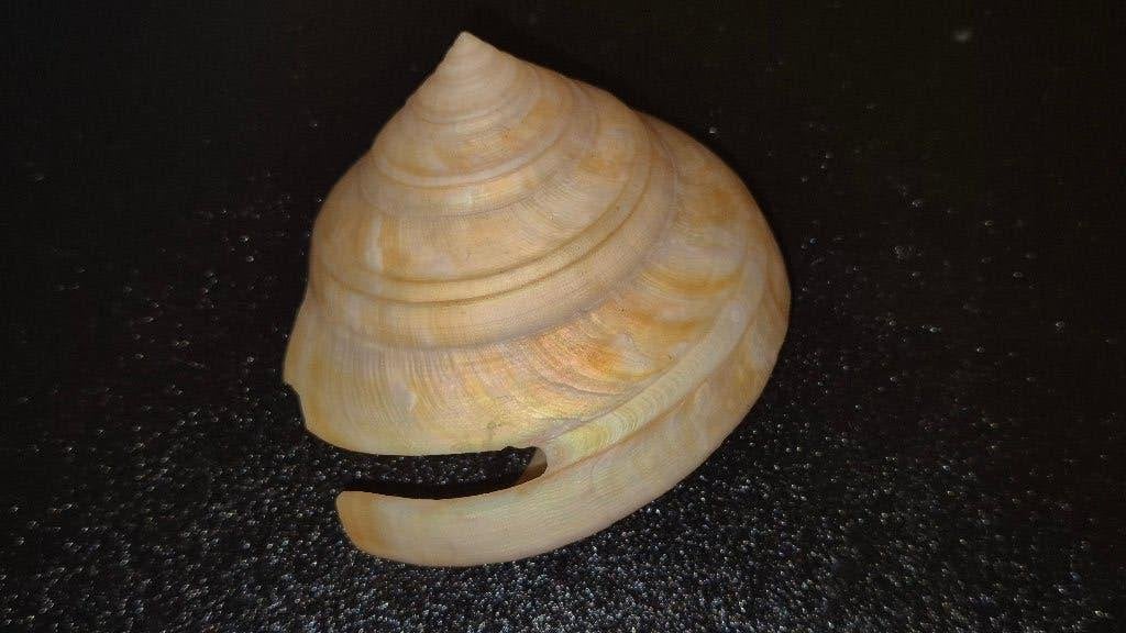 Bayerotrochus westralis 70.4mm Australië. Schelp., Collections, Collections Animaux, Enlèvement ou Envoi, Utilisé, Autres, Autres types