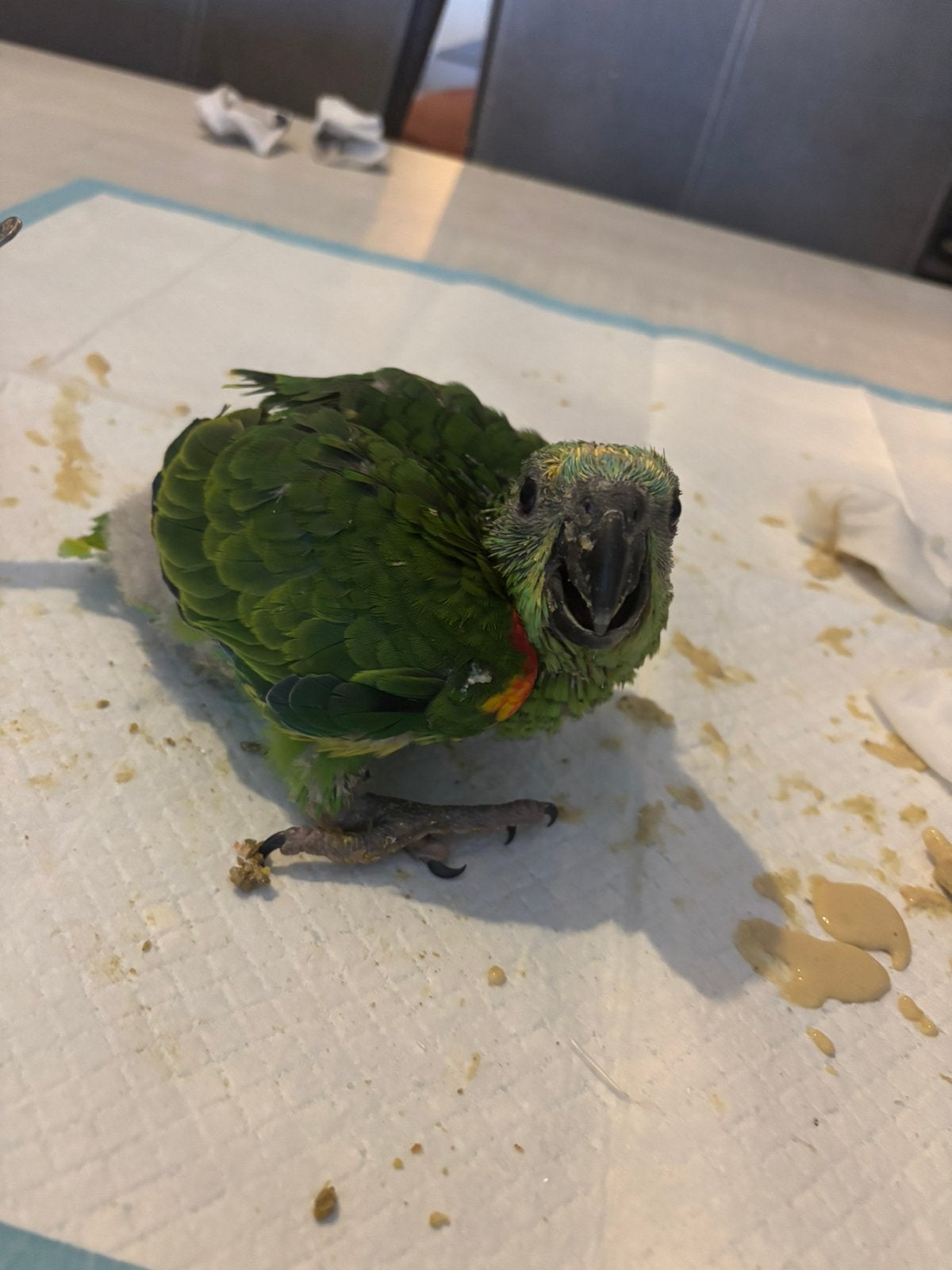 Handtamme Blauwvoorhoofd amazone, Dieren en Toebehoren, Vogels | Parkieten en Papegaaien