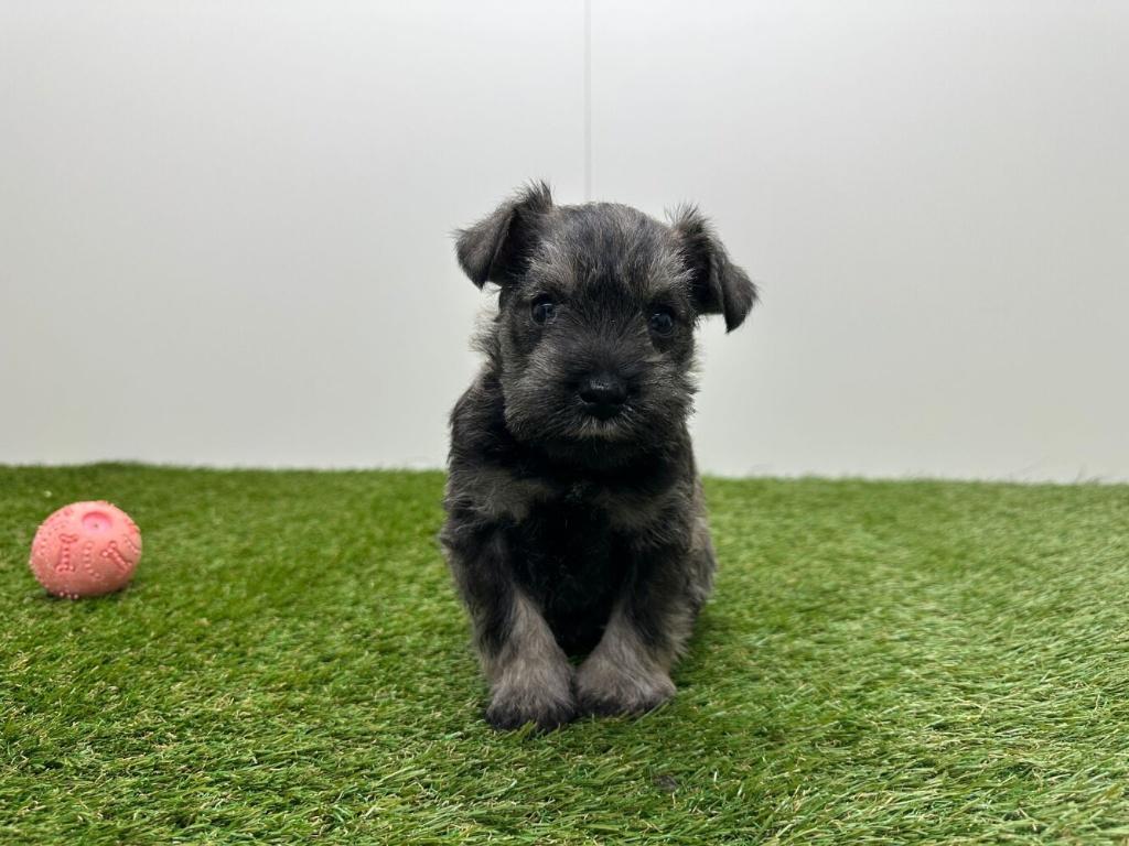 Portée de chiots Schnauzer miniature, Animaux & Accessoires, Autres races, Plusieurs, Hépatite contagieuse (maladie de Rubarth)