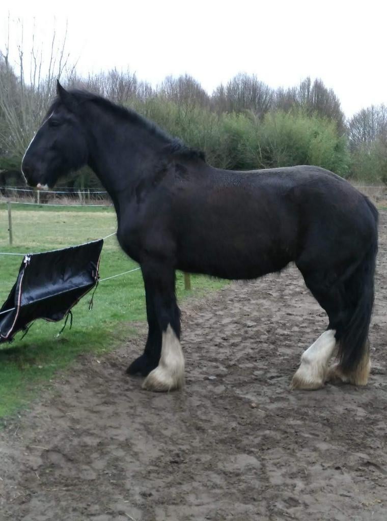 Halve stal shire, Dieren en Toebehoren, Paarden, Merrie, 175 cm of meer, Recreatiepaard, 11 jaar of ouder