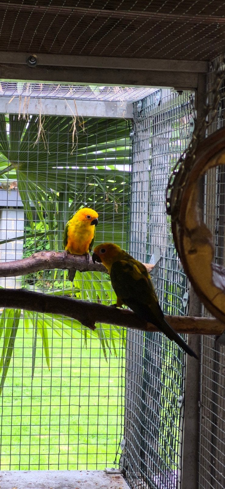 conures soleil, Femelle, Perroquet, Bagué