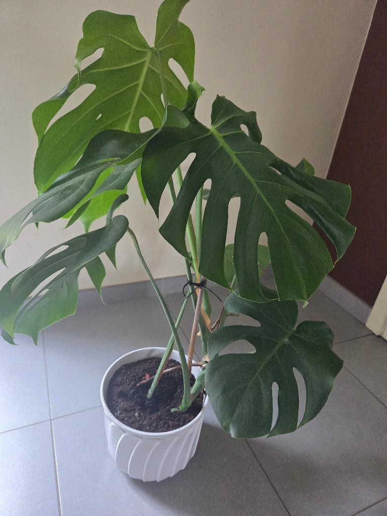 Monstera, Huis en Inrichting, Kamerplanten, Ophalen, 100 tot 150 cm, Overige soorten, Halfschaduw