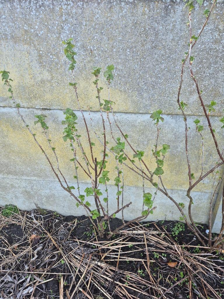 Klein fruit, Ophalen