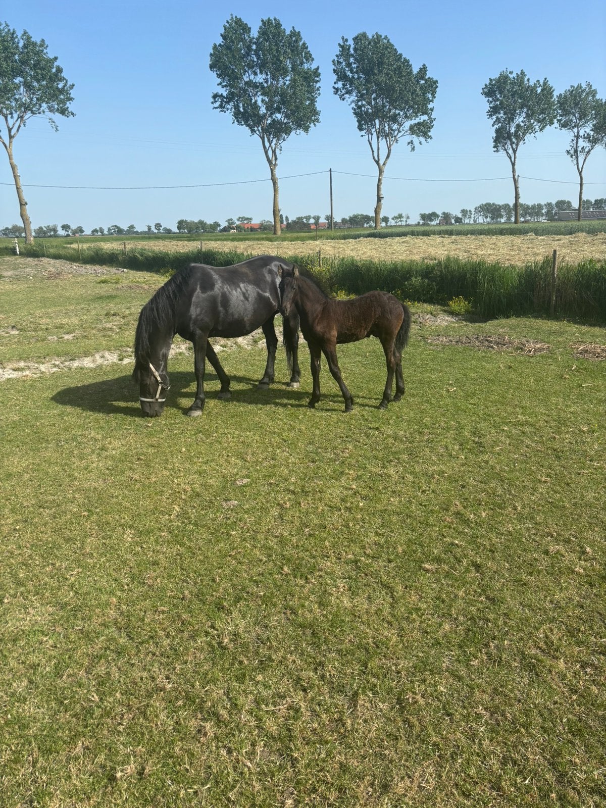 Poulains frisons, Animaux & Accessoires, Étalon