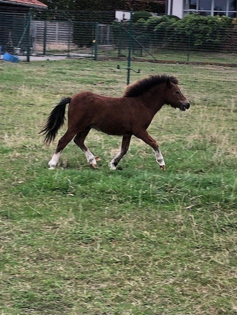 nmprs , amha hengstje, Animaux & Accessoires, Poneys, Avec pedigree, Poney de récréation, Poney A (jusqu'à 1.17 m), 0 à 2 ans