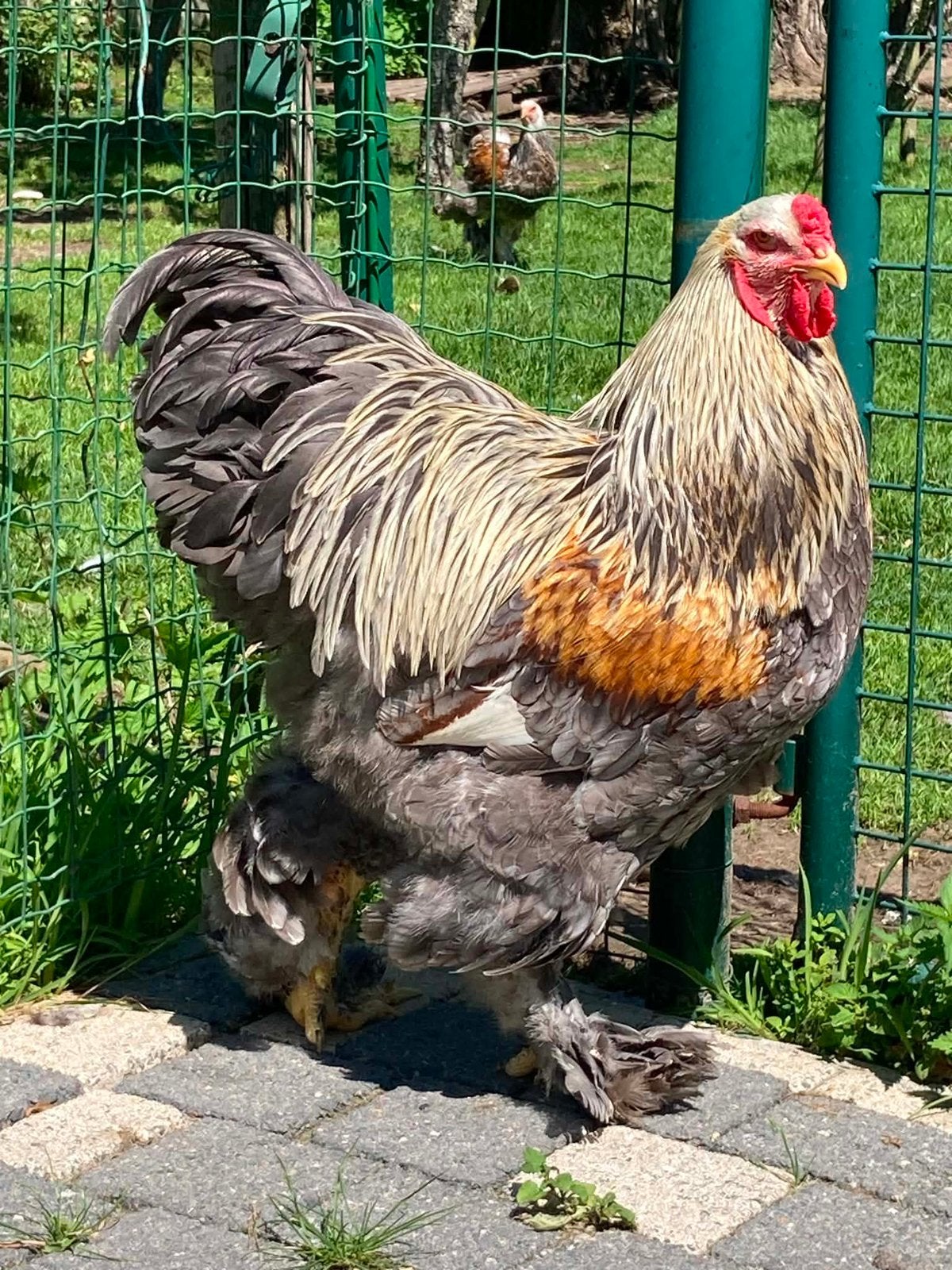 brahma haan gratis, Mannelijk, Kip